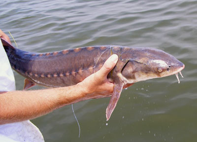 Adult Shortnose Sturgeon, photo courtesy of  USFWS, Ian Park and Brian Richardson