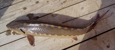 Adult Shortnose Sturgeon, photo courtesy of  USFWS, Ian Park and Brian Richardson 