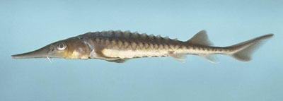 Juvenile Shortnose Sturgeon photo courtesy of Noel Burkhead 