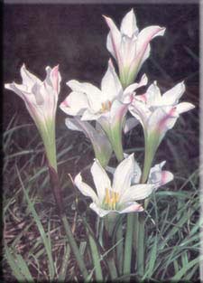 photograph of Atamasco Lily