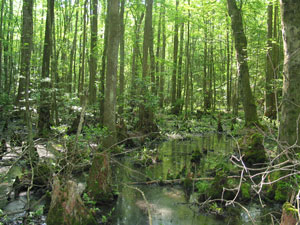 Bald Cypress Swamp, photo courtesy of Jason Harrison