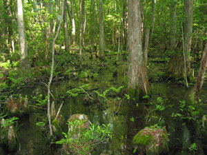 Bald Cypress Swamp, close-up view, photo courtesy of Jason Harrison