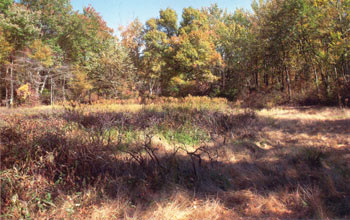 photo of Delmarva Bay