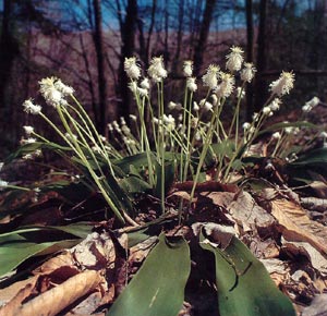 photo of Fraser's Sedge in forest setting