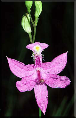 photo of Grass-pink courtesy of Richard Wiegand