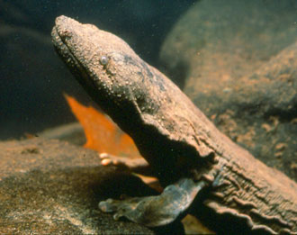 Profile of Hellbender courtesy of Ed Thompson