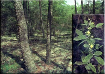 photo of Little Plum Creek Woods with in-set photo of Hairy Snoutbean