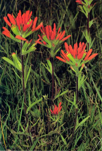 photo of Indian Paintbrush