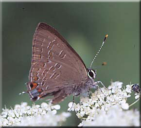 photo of King's Hairstreak courtesy of Harold L. Wierenga