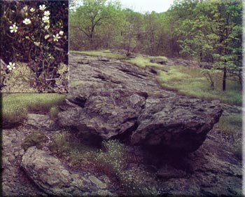 photo of Catoctin Creek Glade with in-set photo of Mountain Sandwort