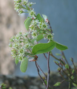 Nantucket Shadbush flowers, photo courtesy of Chris Frye