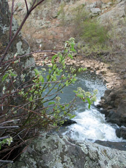 Nantucket Shadbush Habitat, photo courtesy of Chris Frye