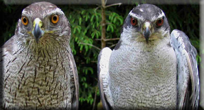 photo of Northern Goshawk courtesy of David Brinker