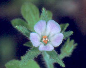 Buttercup Scorpion-weed alternative view of flower, Photo by Richard H. Wiegand