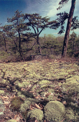 photo of Sandstone Glade