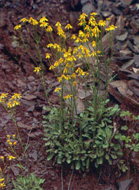 photo of Shale-barren ragwort