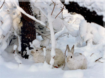 photo of Snowshoe Hare by Terry DeWitt