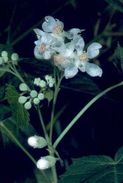 Virginia Mallow, photo courtesy of Richard H. Wiegand