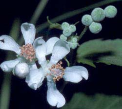 Close-up of Virginia Mallow flowers, courtesy of Richard H. Wiegand