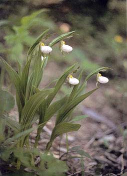 photo of White Lady's-slipper