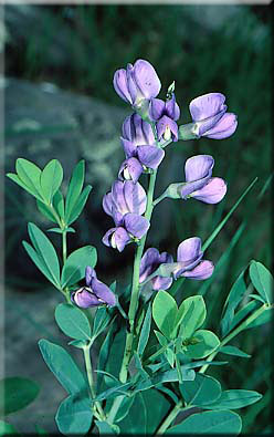 photo of Wild False Indigo courtesy of Richard Wiegand