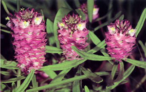 photo of cross-leaved milkwort