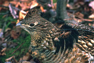 Close-up photo of ruffed grouse