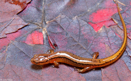 Adult photo of Northern Two-Lined Salamander courtesy of John White