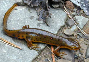 Adult Photo of Eastern Newt courtesy of Paul Kazyak