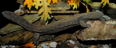 Adult photo of Hellbender courtesy of John White