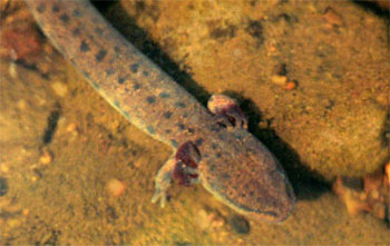 Adult photo of Mudpuppy courtesy of Art Hulse