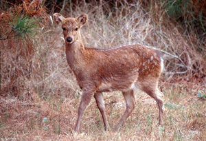 Sika Deer Photo courtesy of John White