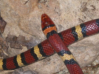 Close-up Photo of Coastal Plain Milksnake courtesy of John White