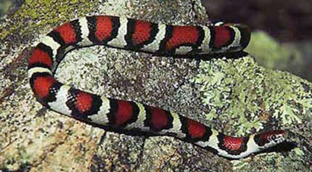 Coastal Plain Milksnake Photo courtesy of Corey Wickliffe