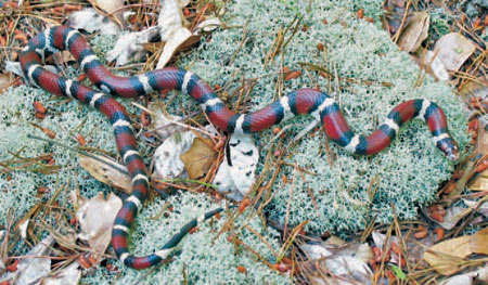 Coastal Plain Milksnake Photo courtesy of John White