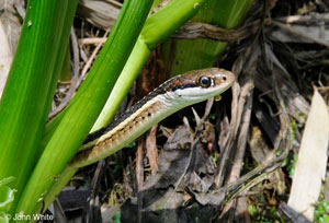 Close-up Photo of Eastern Ribbonsnake - courtesy of John White