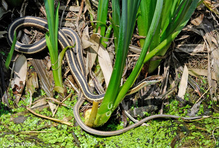 Photo of Eastern Ribbonsnake courtesy of John White