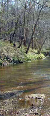 Photo of Habitat for Eastern Ribbonsnake - courtesy of Tony Prochaska