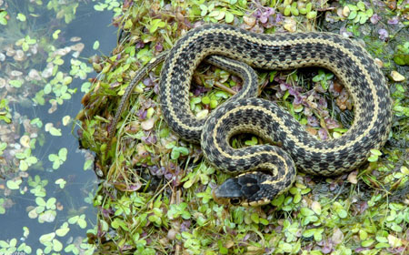 Photo of Common Gartersnake courtesy of John White