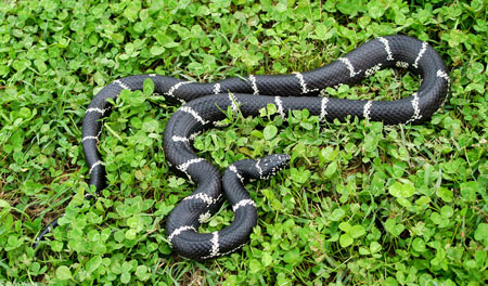 Photo of Eastern Kingsnake courtesy of John White