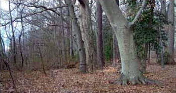 Photo of Habitat for Eastern Kingsnake courtesy of Rebecca Chalmers