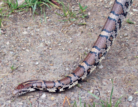 Close-up Photo of Eastern Milksnake courtesy of Scott A. Smith