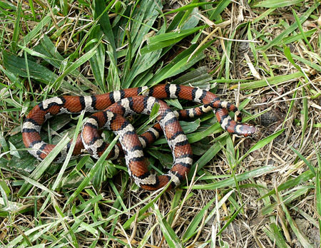 Photo of Eastern Milksnake courtesy of John White