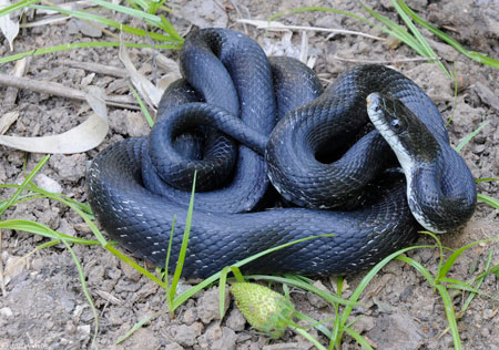 Photo of Adult Eastern Ratsnake courtesy of John White