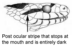 Post ocular stripe that stops at the mouth and is entirely dark.