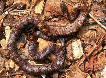 Photo ofNorthern Mole Kingsnake courtesy of John White