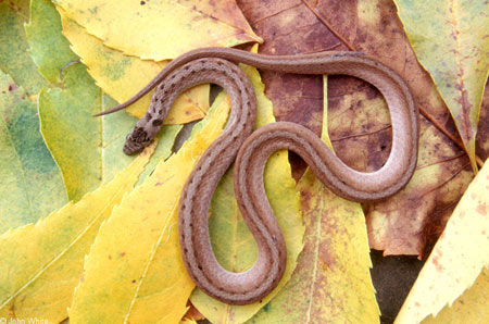 Photo of Adult Dekay’s Brownsnake courtesy of John White