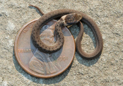 Photo of Juvenile Dekay’s Brownsnake courtesy of  John White