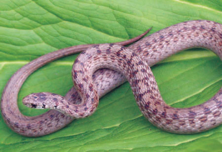 Photo of Adult Dekay’s Brownsnake courtesy of Scott A. Smith