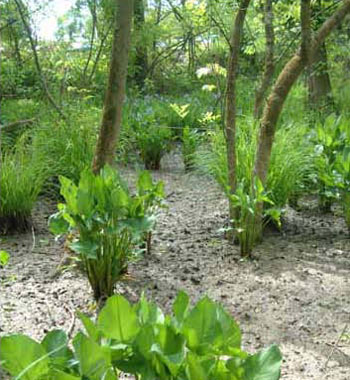 Photo of Habitat for Eastern Copperhead - courtesy of Rebecca Chalmers